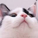 살찐 고양이 카카오 검색결과