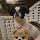 이자매펫미용원 이미지