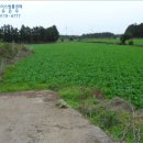 표선면-5 네이버블로그