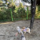 문암 | 청주 문암생태공원 애견 반려견놀이터 위치 후기