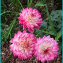 노원구 당현천의 달빛축제 모습 이미지