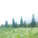대저생태공원메밀꽃과 흰나비 이미지