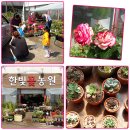 한빛 꽃농원 이미지