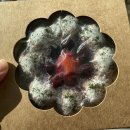 퍼피버스데이 이미지