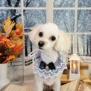 댕댕아야옹 이미지