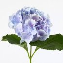 입북동 행정복지센터 입구 | 서울 근교 수국 명소 추천 입장료 없는 무료 꽃구경 데이트 코스 베스트 5 당일치기 나들이