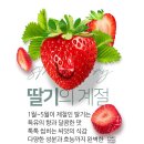 아는 만큼 더 맛있게 ‘딸기 종류’ 이미지