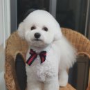 피닉스애견미용 이미지