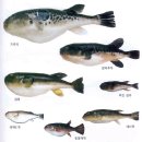 동해대게수협1호 이미지