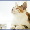 미소동물 의료센터 이미지