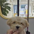 꾸미멍 이미지