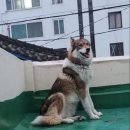 레레 이미지