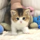 구례병원 | 구례고양이분양 구례에서도 건강한 가정묘 만날 수 있어요!