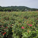 꽃양귀비마을 이미지