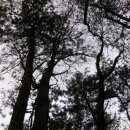 사랑의연리근 이미지