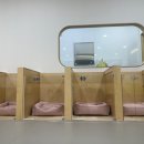 하이몽몽 | 하이몽몽 애견카페&amp;유치원, 우리 댕댕이들의 천국!