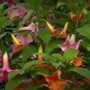 엔젤 식물원 이미지