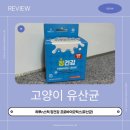 고양이 유산균 추천 하루 n 스틱 고양이 프로바이오스틱(유산균) 내돈내산 솔직후기