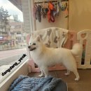 모니카애견 이미지