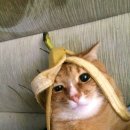 멍때리는 고양이 이미지
