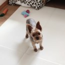 24시 공감365동물의료센터 이미지