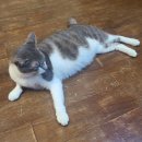 하이바이 동물위탁센터 대구점 이미지