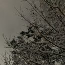 데굴데굴 이미지