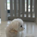 슈슈펫살롱 이미지