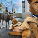 개캉스 살롱 이미지