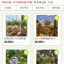 들꽃다육식물 이미지
