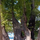 (주)은행나무 이미지