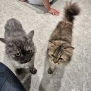 노라조 야옹아 | 인천 고양이 카페 무제한 노라조야옹아