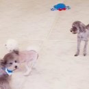 마이펫 강아지유치원 이미지