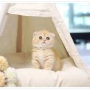 청담고양이 이미지