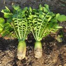 이소농장 | 가을무ㅣ수확시기 따라 달라지는 맛의 비밀, 직접 캐서 맛본 후기