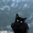 검은고양이 이미지