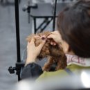 꿈의 애견미용 이미지