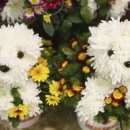 꽃강아지 이미지