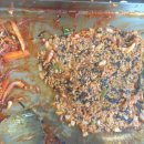 미락무교동낚지 이미지