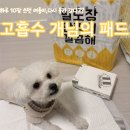 개님 | 깔끔쟁이 여름이가 재사용한 배변패드｜개님의상점 고흡수 패드 후기