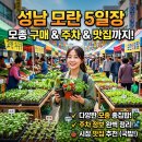 모란농장 | 성남 모란시장 장날 5일장 모종 구입하기, 주차, 사진 명소, 맛집 추천까지