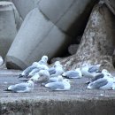 항구가누리펜션 이미지