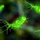 전 세계적으로 가장 많은 암 발병을 일으키는 병원체인 H. pylori(헬리코 박터)에 대해 알아야 할 사항 이미지