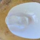 메가커피 팥빙젤라또 대신 망빙 파르페 먹은후기 (창원 가음점)