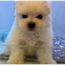 행복한강아지 이미지