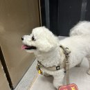 똥강아지 수제간식 | [#39 검단신도시 몽고메]강아지수제간식/펫푸드/수제간식/아라동수제간식/무인판매