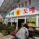 두리꽃도매 이미지