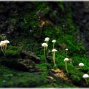 숲속의작은마을 이미지