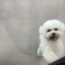 보듬 반려견미용실 이미지