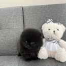 프리펫강아지분양고양이분양천안 | 천안강아지무료분양 블랙포메라니안 포메입양